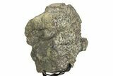 Fossil Sauropod Vertebra Section with Metal Stand - Colorado #354325-3